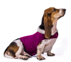 Cozy Comfort Dog Jacket & Vest